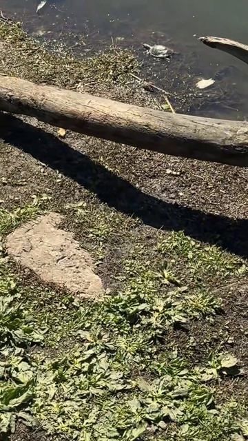 Черепахи в центре! Краснодар #shorts