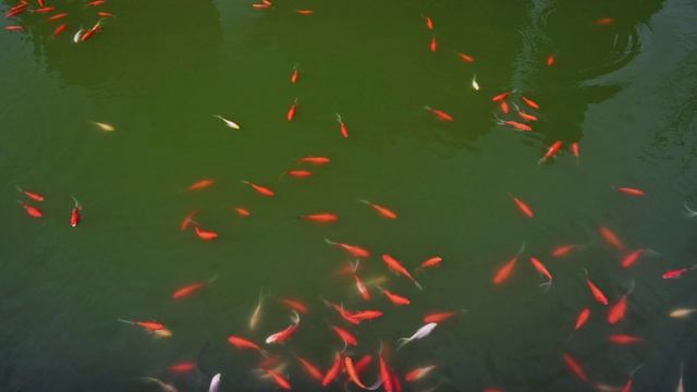 Подводный дзен