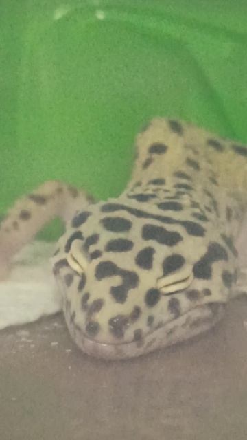 Квазя спит. 25 апреля 2026 г.