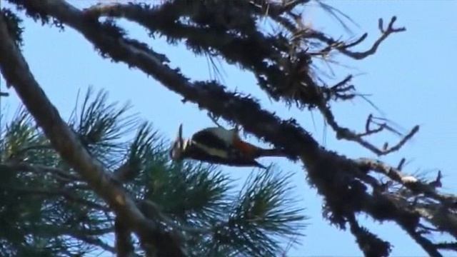 Не забыты ЛЮБОВЬ и МЕЧТЫ...Сл.,муз. и исп. Самуила Фрумовича