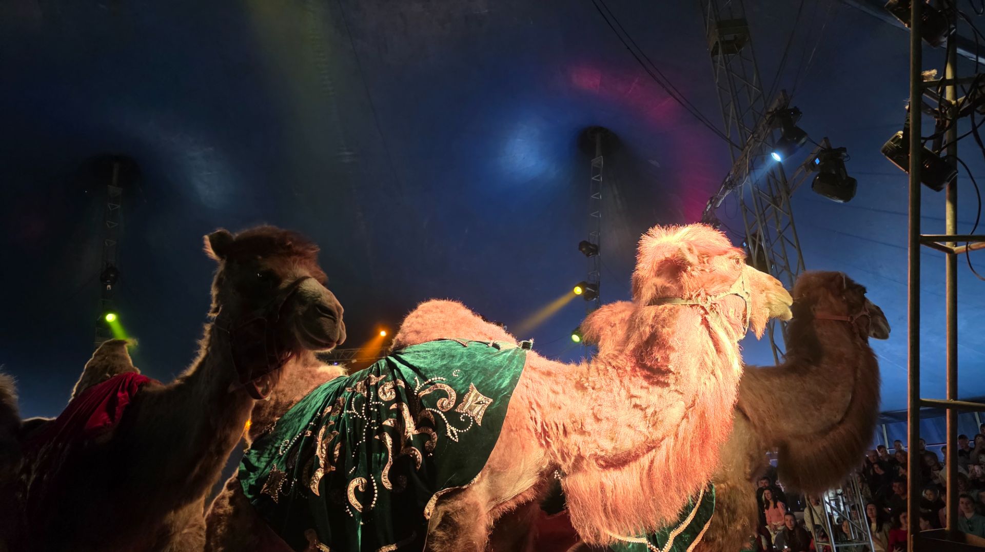 Цирк Крокус