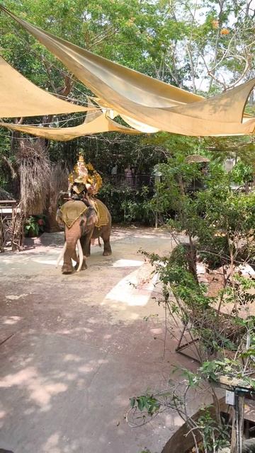 Деревня слонов: шоу