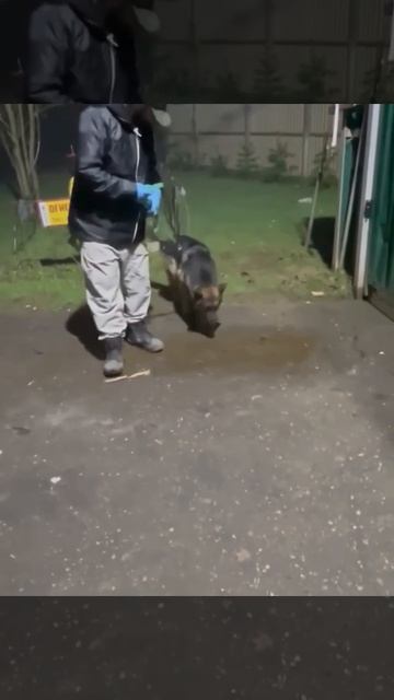 🕊 СПАСЛИ ИЗ 🇹🇷 2Х ОВЧАРОК ТАЮ И ТИМОНА❗ПОСТ В ОПИСАНИИ 🎥 #dog #собака #овчарка #любовь