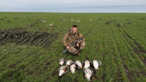 Шикарное Открытие охоты на ГУСЯ 2026! ГУСЬ САДИТСЯ НА ПОСАДКУ СТАЯМИ!