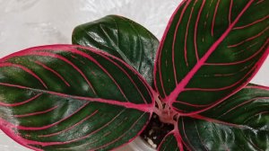 Комнатные растения. Обзор аглаонем. Рассада аглаонем спустя полтора года.