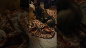 Дружба Стаффа и Мейн-куна.  Такая как есть и это реально.