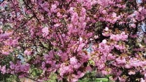 Керчь. Ул. К.Макса, сакура, фонтан 26.04.26