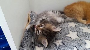 Корней Baraj*RU