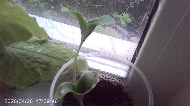 Обзор рассады кабачков сорта ЗЕБРА - посев 15 апреля