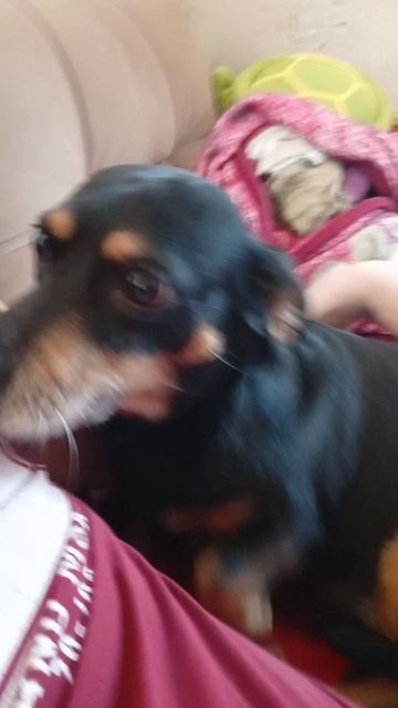 Чернобыль выросла