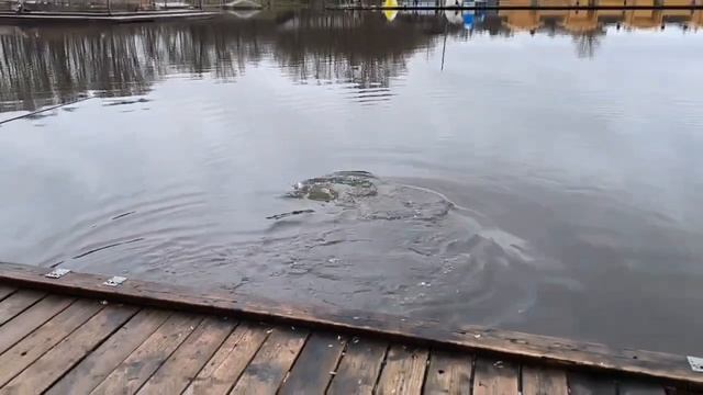 поимка форели