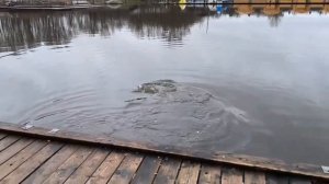 поимка форели