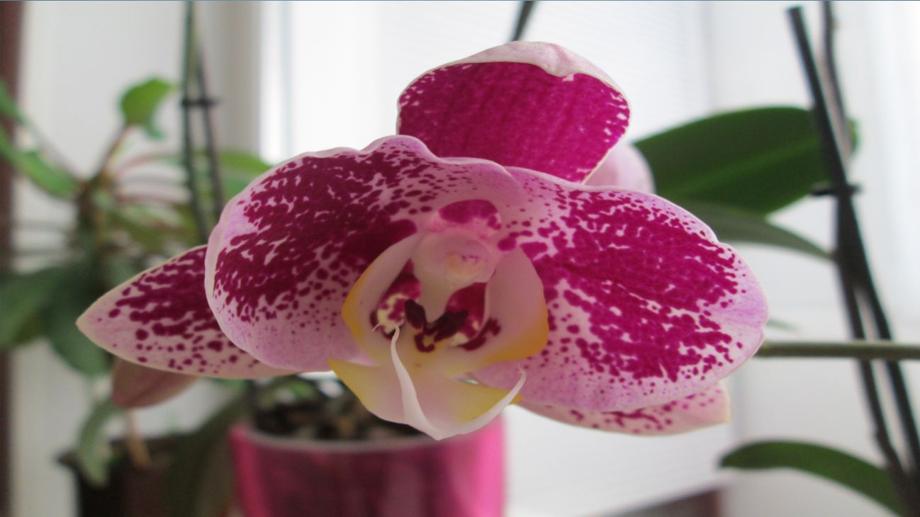 Мои Орхидеи весной.