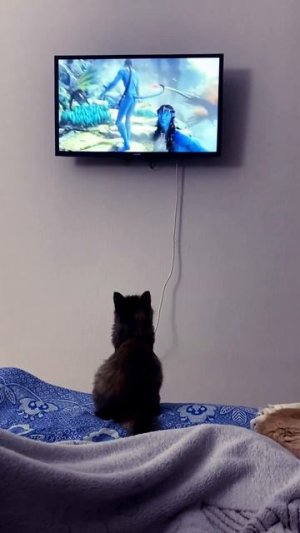 #котики #cats #avatar #recommended #рекомендации Вместе смотрим Аватар✨