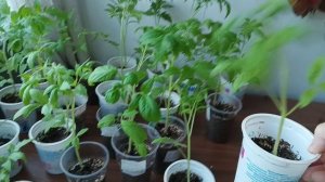 Собираюсь на дачу /рассада просится в теплицу