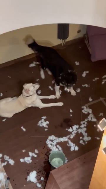 Блистательные САО Савва 🌸 и Боря 🍀ищут 🏠❗Пост в описании 🎥 #сао #собака #алабай #любовь #счастье