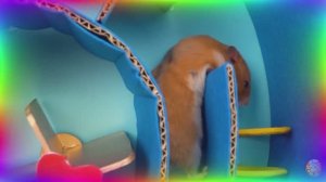 Приключения хомячков — открываем для себя самые удивительные страны мира! часть 2