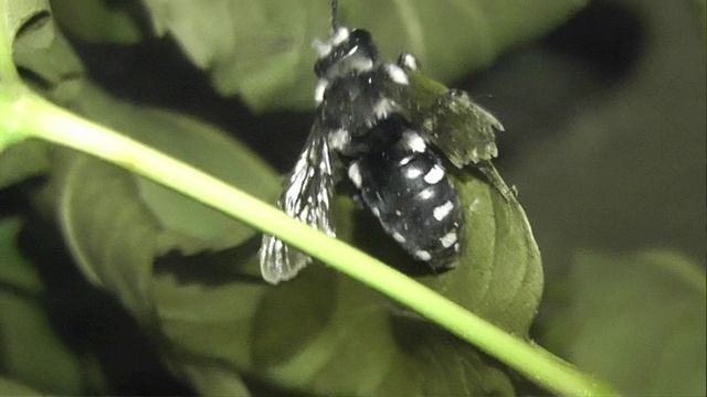 ИНСЕКТАРИЙ: 467. Мелекта Печальная (Melecta Luctuosa) 2V