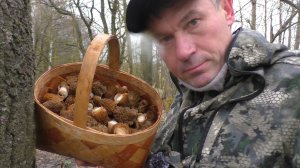 ГРИБНОЙ БЕЗУМ: Дождь стеной, а я в лес! Цель — полная корзина грибов 🍄