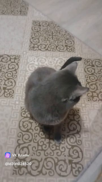 съели весь корм.