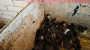 Обзор цыплят Джерсийский гигант для Юлии❤️