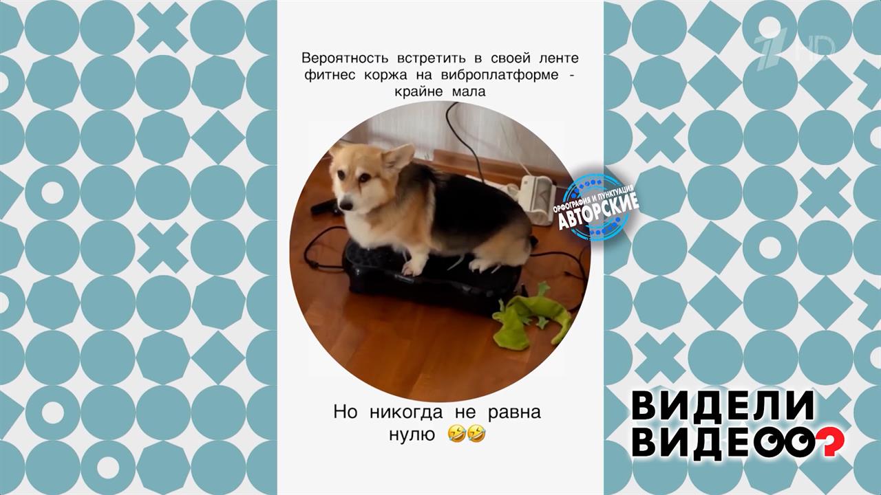 Корги Харти. Видели видео? Фрагмент выпуска от 26.04.2026