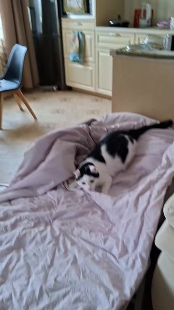 Забеги по квартире