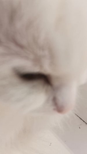 Поучительный урок зефирки