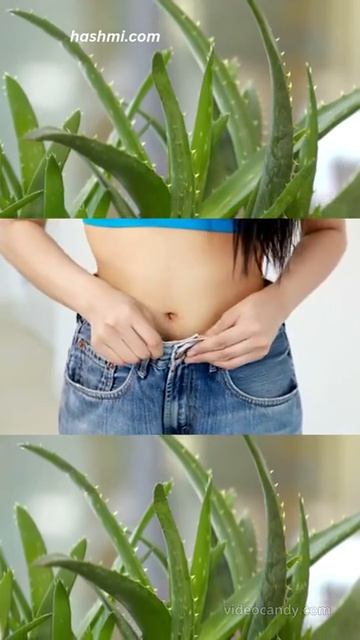 Aloe Vera Intake And Its Benefits