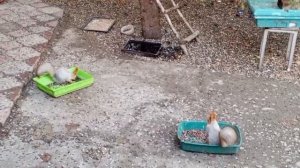 воскресный день с белками