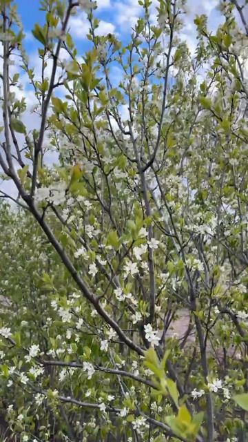 ДНР. Харцызск.  26.04.2026. Цветы у дома. Ирга цветёт