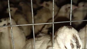 Перепёлки занеслись.