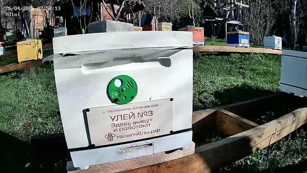 ТВОИ ПЧЁЛЫ - жизнь пчёл в прямом эфире