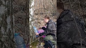 сбор берёзового сока