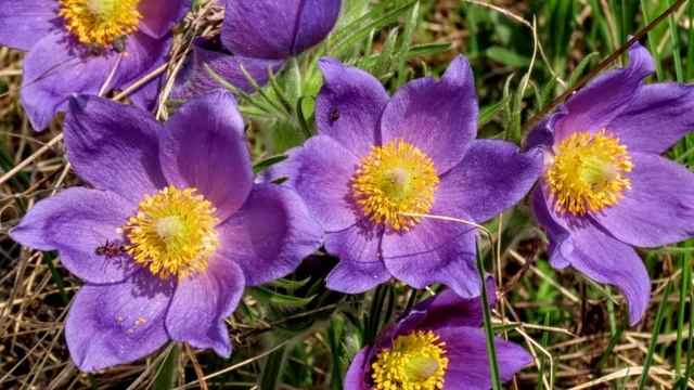 + 24 в Кемерово. Сон - трава