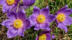 + 24 в Кемерово. Сон - трава