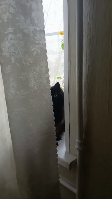 Котик выглядывает