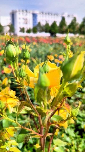 Таджикистан. Душанбе. Весна. Расцветают розы необыкновенной красоты