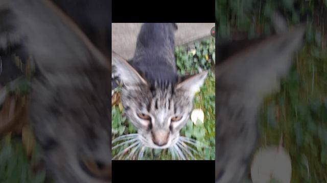 МУЗЫКА МИЛКИ (МУЗЫКА)