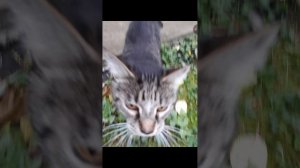 МУЗЫКА МИЛКИ (МУЗЫКА)