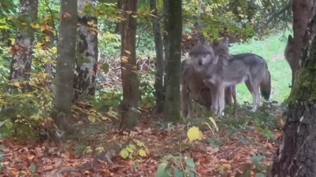 Фото ловушка 🐺🐺🐺🐺