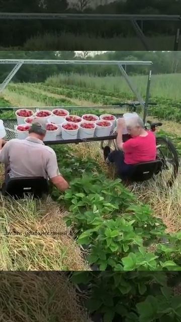 СБОР УРОЖАЯ КЛУБНИКИ