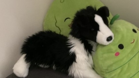 влог  с Фокси / зачем я оставила Фокси на 5 минут!!?! / всё повторилось /