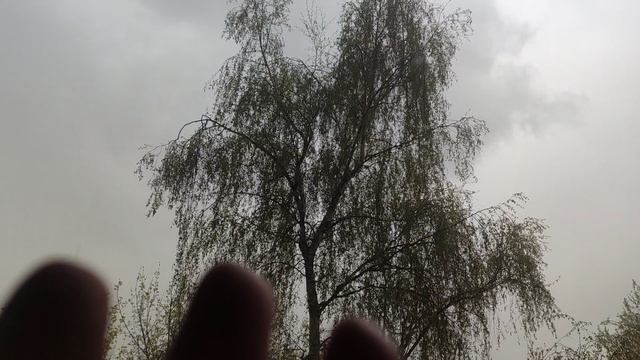 26 апреля магический пасмурный и дождливый прогноз погоды от волшебника... но ☀️ будет вам