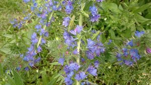 Синяк (Медонос)