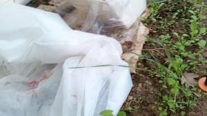 Новости  из деревни 25 апреля