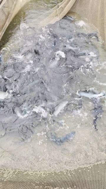 Запуск форели