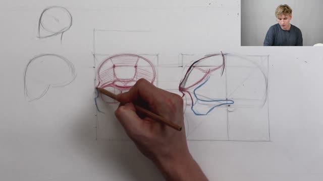 Превью. Урок 1. Анализ и изучение строения костей черепа