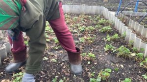 Вычищаю и удаляю старые корни и листьи, у виктории.