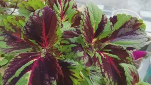 Собираюсь на дачу /рассада просится в теплицу